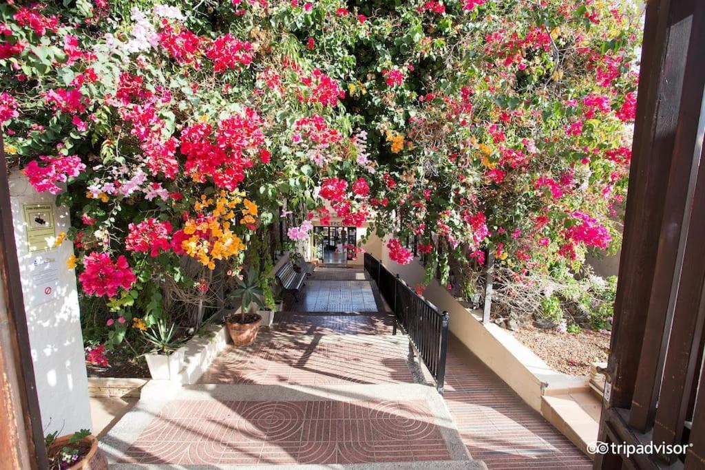 Corralejo Suite Pool & Gardens - Alisios Playa エクステリア 写真